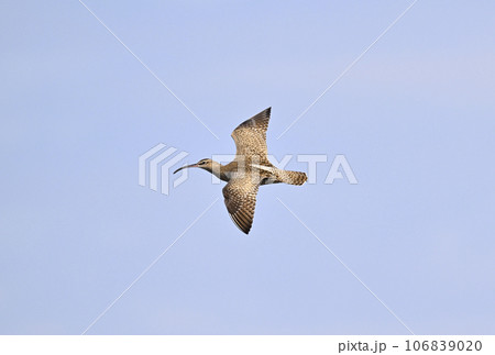 チュウシャクシギの飛翔 106839020