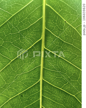 leaf 106839820