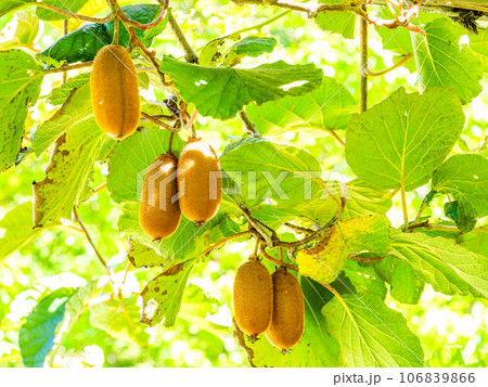 そろそろ食べごろのキウイフルーツ 106839866