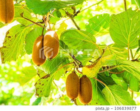 そろそろ食べごろのキウイフルーツ 106839877