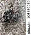 texture 106839960