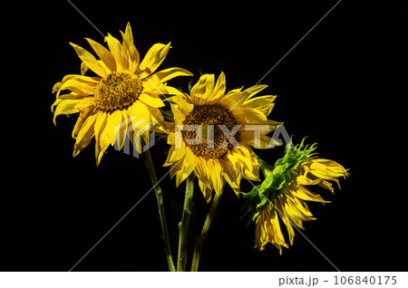 Yellow Sunflower on the dark background Yellow Sunflower on the dark background 106840175