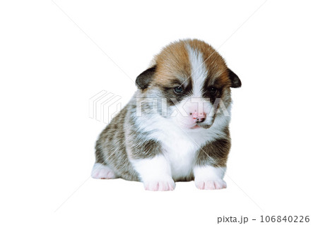 Portrait of serious plump brown white two-month-old puppy of dog welsh pembroke corgi sitting on white background. Pet. Portrait of serious plump brown white two-month-old puppy of dog welsh pembroke corgi sitting on white background. Pet. 106840226