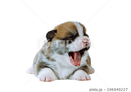 Portrait of tired sleepy brown white puppy of dog welsh pembroke corgi lying on white background, yawning opening mouth. Portrait of tired sleepy brown white puppy of dog welsh pembroke corgi lying on white background, yawning opening mouth. 106840227