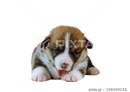 Portrait of brown white puppy of dog welsh pembroke corgi lying on white background, showing tongue, licking paw. Portrait of brown white puppy of dog welsh pembroke corgi lying on white background, showing tongue, licking paw. 106840238