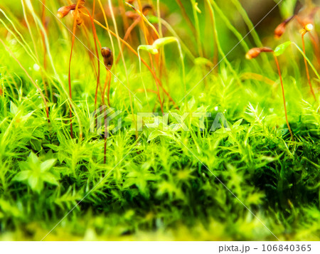 ミクロの世界　まるで熱帯ジャングルの様な苔のクローズアップ 106840365