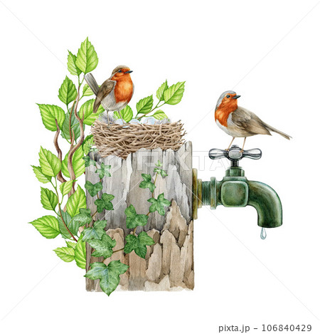 Couple of garden robins on the nest. Cozy springtime wildlife nature scene. Watercolor illustration. Robin birds made the nest on a garden water tap, covered with leaves and ivy. White background 106840429