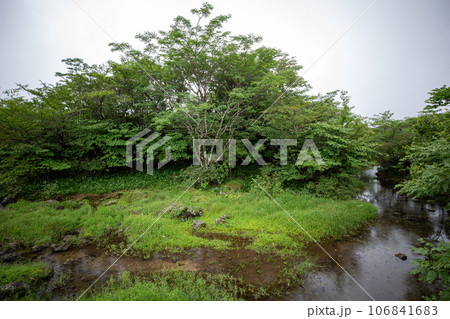 1100 Hill Wetland, a famous tourist attraction on Jeju Island, South Korea 106841683