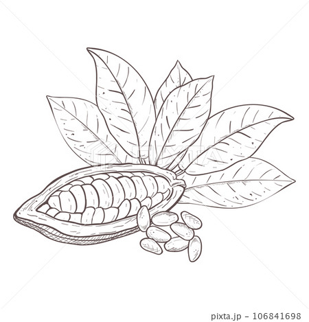 Vector illustration set of cocoa leaves and opened raw unpeeled bean pod, detached seeds. Black scillfull outline of branch, graphic drawing. For postcards, prints, menu, stamps, textile, encyclopedia 106841698