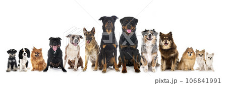 group of dogs 106841991