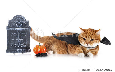 ginger cat and halloween 106842003