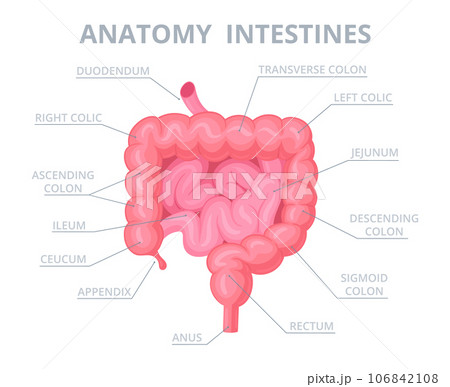 Human intestine structure. Cartoon internal organ anatomy, intestine medical scheme with appendix, duodenum and jejunum flat vector illustration. Intestine infographic 106842108