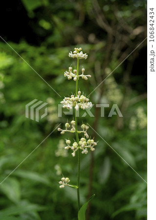 葉は茗荷に似ているが花は似ていないヤブミョウガの未成熟の実 葉は茗荷に似ているが花は似ていないヤブミョウガの未成熟の実 106842434