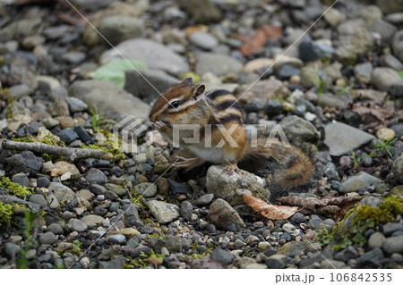 手を合わせた可愛いシマリス 手を合わせた可愛いシマリス 106842535