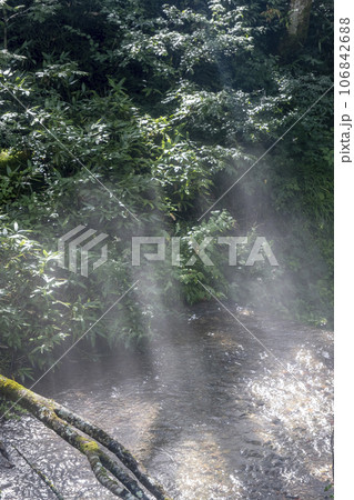 森の中に差し込む朝日 森の中に差し込む朝日 106842688