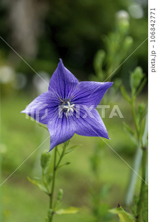 雌しべの先の柱頭が5つに分かれているキキョウの花・クローズアップ 106842771