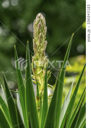 若々しくも少し不気味なセンジュランの莟 106843183