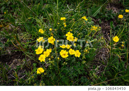 Aerial view of beautiful high altitude grassland and flowers, China Aerial view of beautiful high altitude grassland and flowers, China 106843450