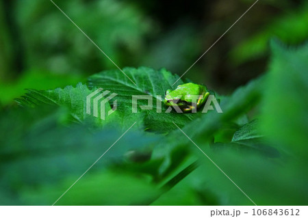 葉っぱに乗るアマガエル 葉っぱに乗るアマガエル 106843612