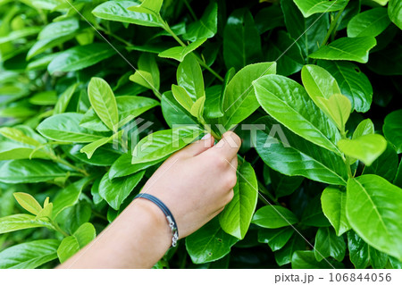Close-up leaves of a cherry laurel plant Close-up leaves of a cherry laurel plant 106844056