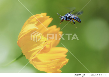 ブルービー ブルービー 106844388