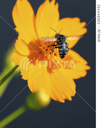 ブルービー 106844392