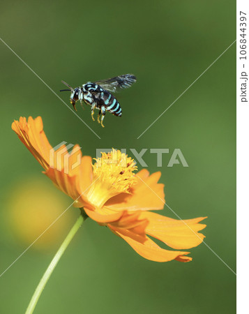 ブルービー 106844397