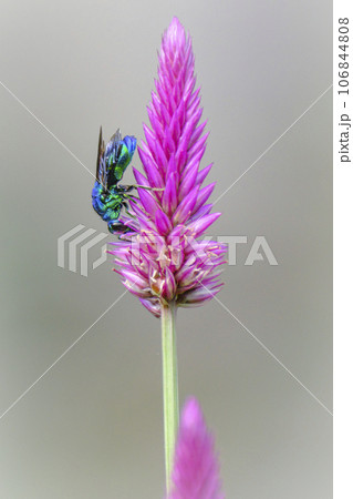 オオセイボウ 幸せを呼ぶ蜂 オオセイボウ 幸せを呼ぶ蜂 106844808