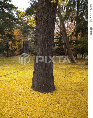 秋のはじまり⑥ 106844894