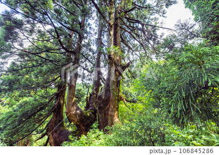 【新潟県･佐渡･四天王杉】日本海の風雪に耐える奇抜な姿をした大佐渡石名天然杉 6月 106845286