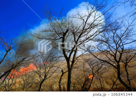 大室山の山焼きの光景 大室山の山焼きの光景 106845344