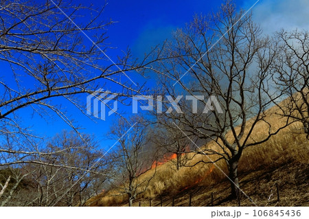 大室山の山焼きの光景 大室山の山焼きの光景 106845436