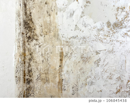 Black mold wall microbe allergen indoor danger. Biology bacteria damage death disease infection hazard allergy spot virus humidity pathogen Black mold wall microbe allergen indoor danger. Biology bacteria damage death disease infection hazard allergy spot virus humidity pathogen 106845438