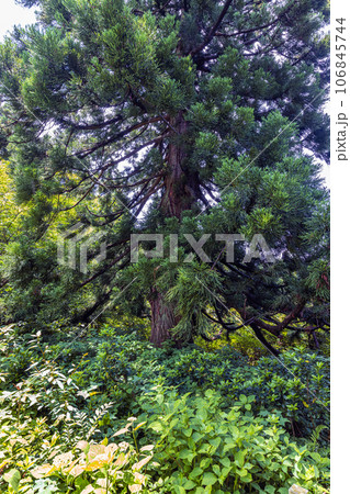 【新潟県･佐渡・大黒杉】日本海の風雪に耐える奇抜な姿をした大佐渡石名天然杉 6月 106845744