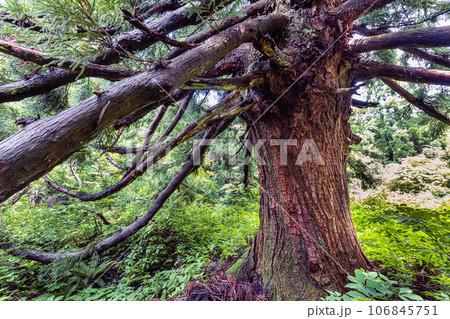 【新潟県･佐渡・大黒杉】日本海の風雪に耐える奇抜な姿をした大佐渡石名天然杉 6月 106845751