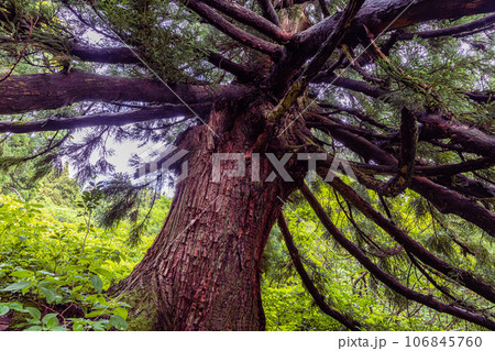 【新潟県･佐渡・大黒杉】日本海の風雪に耐える奇抜な姿をした大佐渡石名天然杉 6月 106845760