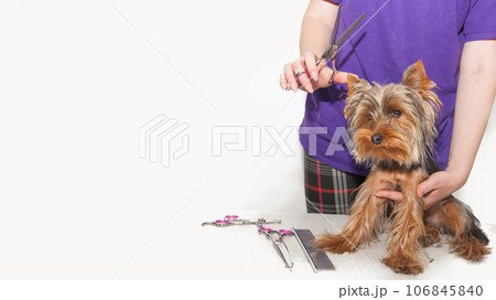 grooming a small dog grooming a Yorkshire Terrier in a bright room grooming a small dog grooming a Yorkshire Terrier in a bright room 106845840