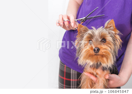 grooming a small dog grooming a Yorkshire Terrier in a bright room 106845847