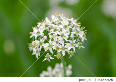 ニラの花 106845926