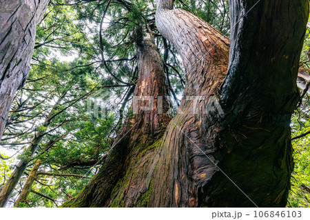 【新潟県･佐渡・羽衣杉】日本海の風雪に耐える奇抜な姿をした大佐渡石名天然杉 6月 106846103