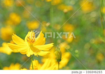 コスモスの花 コスモスの花 106846265