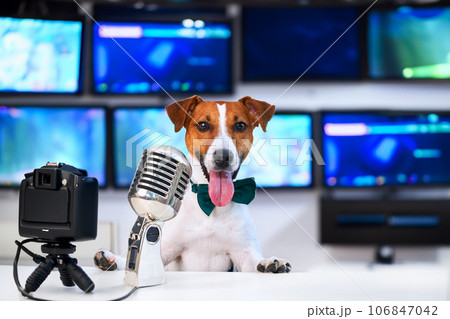 Dog blogger Jack Russell Terrier in front of a microphone and camera 106847042