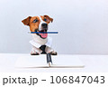 Jack russell terrier dog with tie on white background. Copy space 106847043