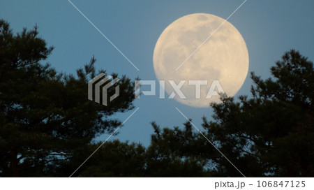 松の向こう月の出 松の向こう月の出 106847125