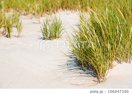 Marram grass on Sylt island beach. Close-up with the green grass Marram grass on Sylt island beach. Close-up with the green grass 106847180