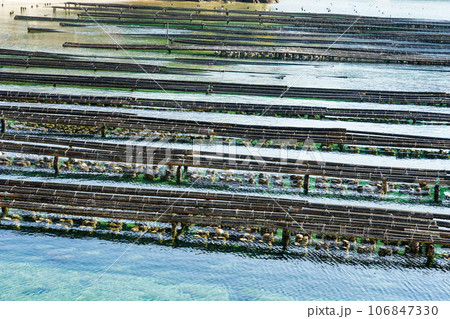 安徳天皇伝説が伝わる蹴り小島 抑制棚の牡蠣養殖(広島県江田島市) 安徳天皇伝説が伝わる蹴り小島 抑制棚の牡蠣養殖(広島県江田島市) 106847330