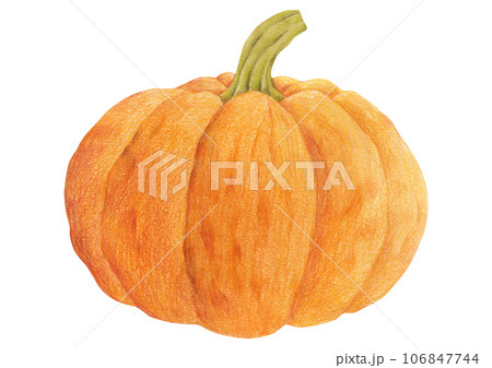 Illustration of autumn plants drawn with colored pencils. 106847744