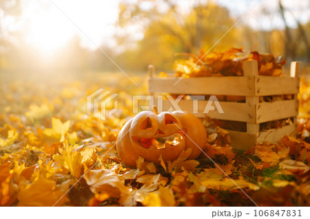 Halloween pumpkin on the autumn park. Holidays, decoration concept. 106847831
