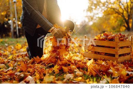 Male hand collects and piles fallen autumn leaves.Volunteering, cleaning, and ecology concept. Male hand collects and piles fallen autumn leaves.Volunteering, cleaning, and ecology concept. 106847840