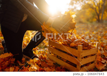 Male hand collects and piles fallen autumn leaves.Volunteering, cleaning, and ecology concept. Male hand collects and piles fallen autumn leaves.Volunteering, cleaning, and ecology concept. 106847843